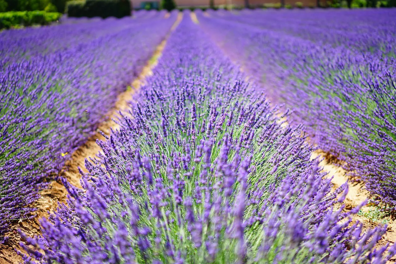 Journeys of Bliss in de Provence